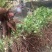 【白蔹苗】专做育苗种苗种植基地直发质量保证提供技术