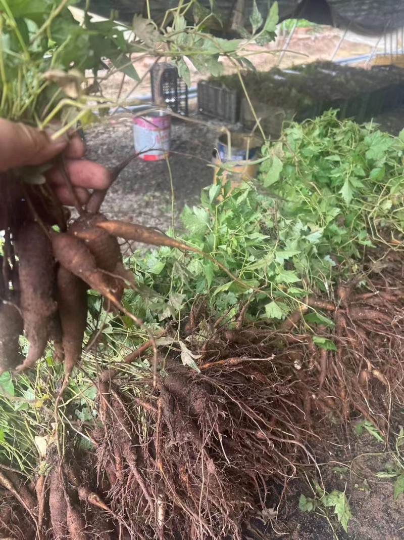 【白蔹苗】专做育苗种苗种植基地直发质量保证提供技术
