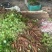 【白蔹苗】专做育苗种苗种植基地直发质量保证提供技术