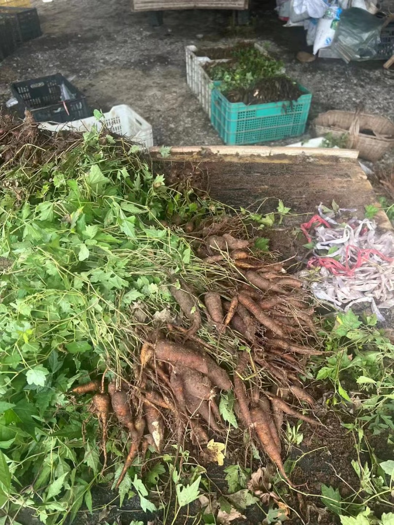 【白蔹苗】专做育苗种苗种植基地直发质量保证提供技术