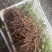 【白蔹苗】专做育苗种苗种植基地直发质量保证提供技术