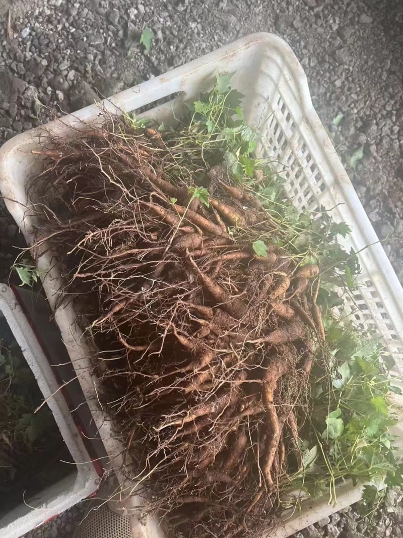 【白蔹苗】专做育苗种苗种植基地直发质量保证提供技术