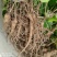【白蔹苗】专做育苗种苗种植基地直发质量保证提供技术