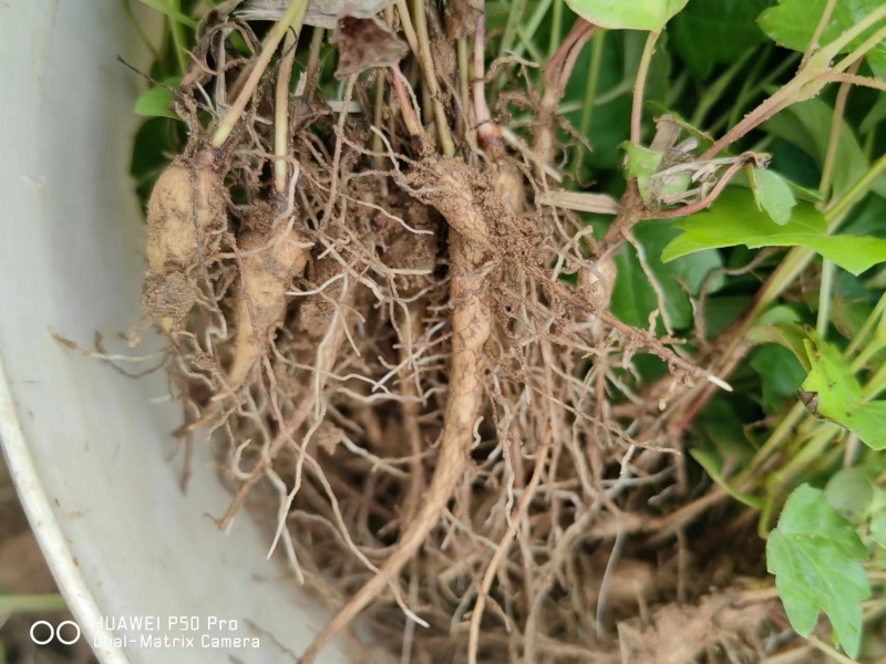 【白蔹苗】专做育苗种苗种植基地直发质量保证提供技术