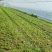【白蔹苗】专做育苗种苗种植基地直发质量保证提供技术