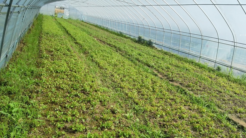 【白蔹苗】专做育苗种苗种植基地直发质量保证提供技术