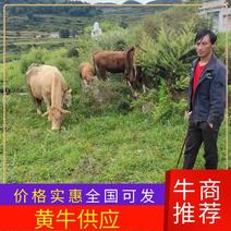 【黄牛】贵州黄牛一手货源物美价廉可视频