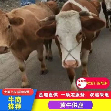 贵州毕节大山散养黄牛货源稳定价格优惠可视频看货