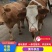 贵州毕节大山散养黄牛货源稳定价格优惠可视频看货