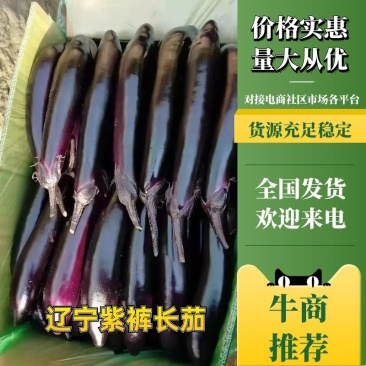【热卖中】东北万亩紫裤长茄一手货源量大从优茄干制造厂专用