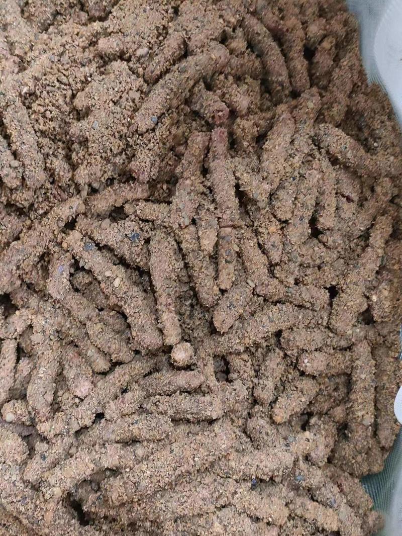 蚂蚱卵蝗虫卵养殖基地常年供货大量批发