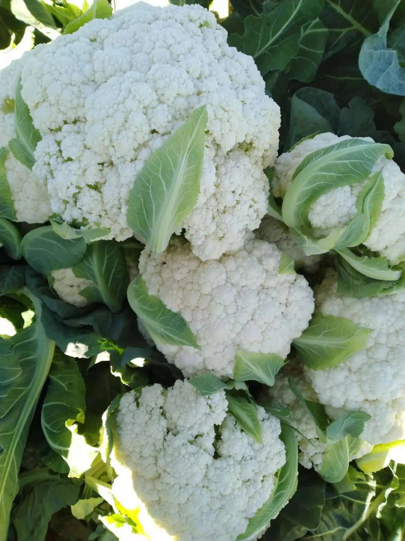【精品】有机花菜，散花菜。花菜，河南中牟产地