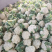 【精品】有机花菜，散花菜。花菜，河南中牟产地