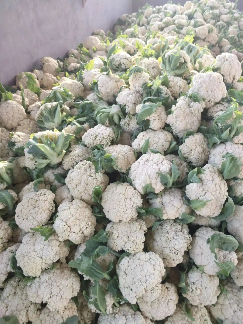【精品】有机花菜，散花菜。花菜，河南中牟产地