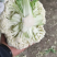 【精品】有机花菜，散花菜。花菜，河南中牟产地