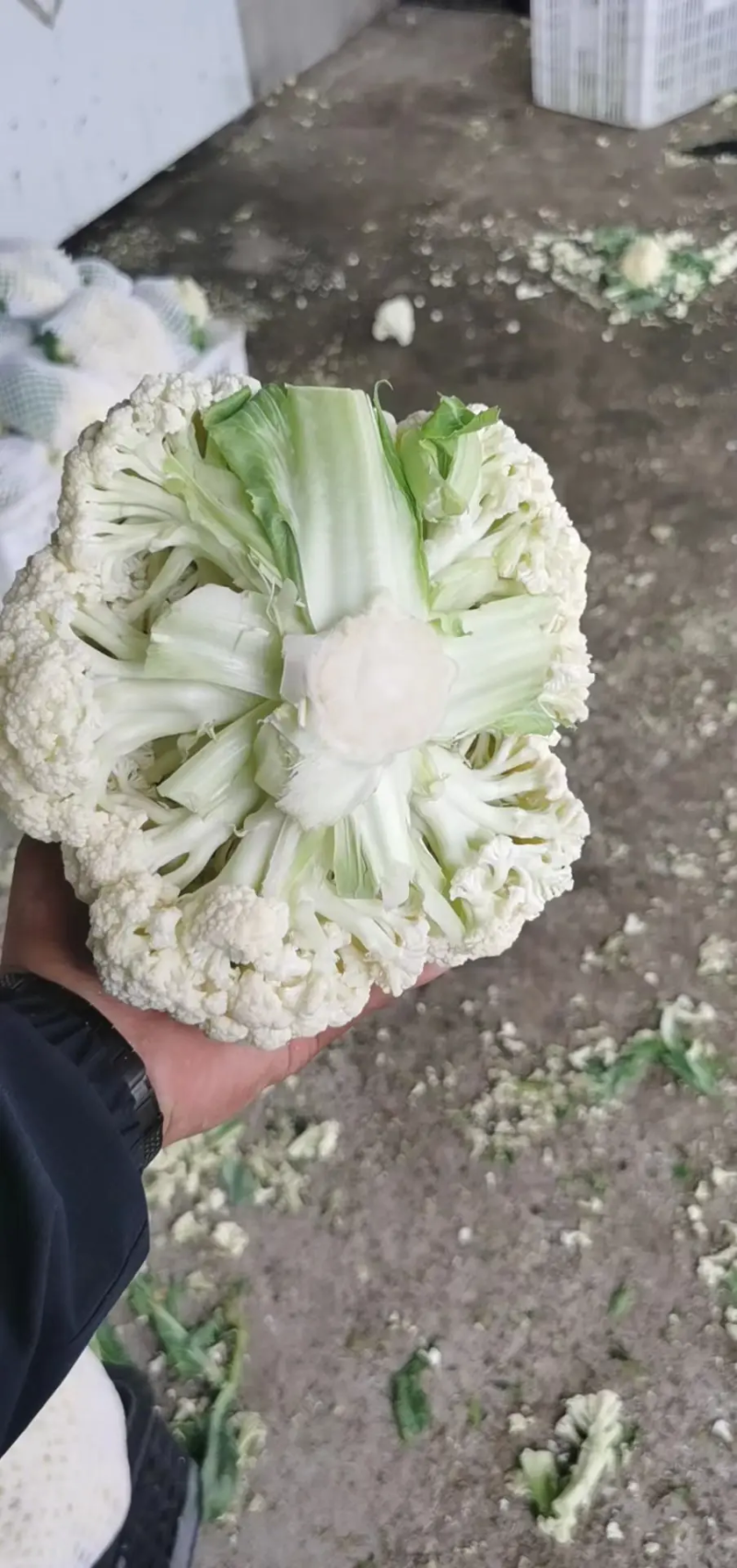 【精品】有机花菜，散花菜。花菜，河南中牟产地