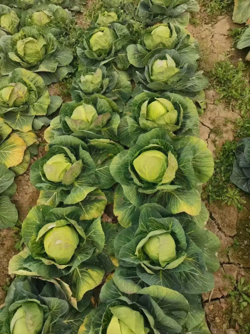 【推荐】精品甘蓝圆包菜基地直发大量供应