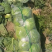 【推荐】精品甘蓝圆包菜基地直发大量供应