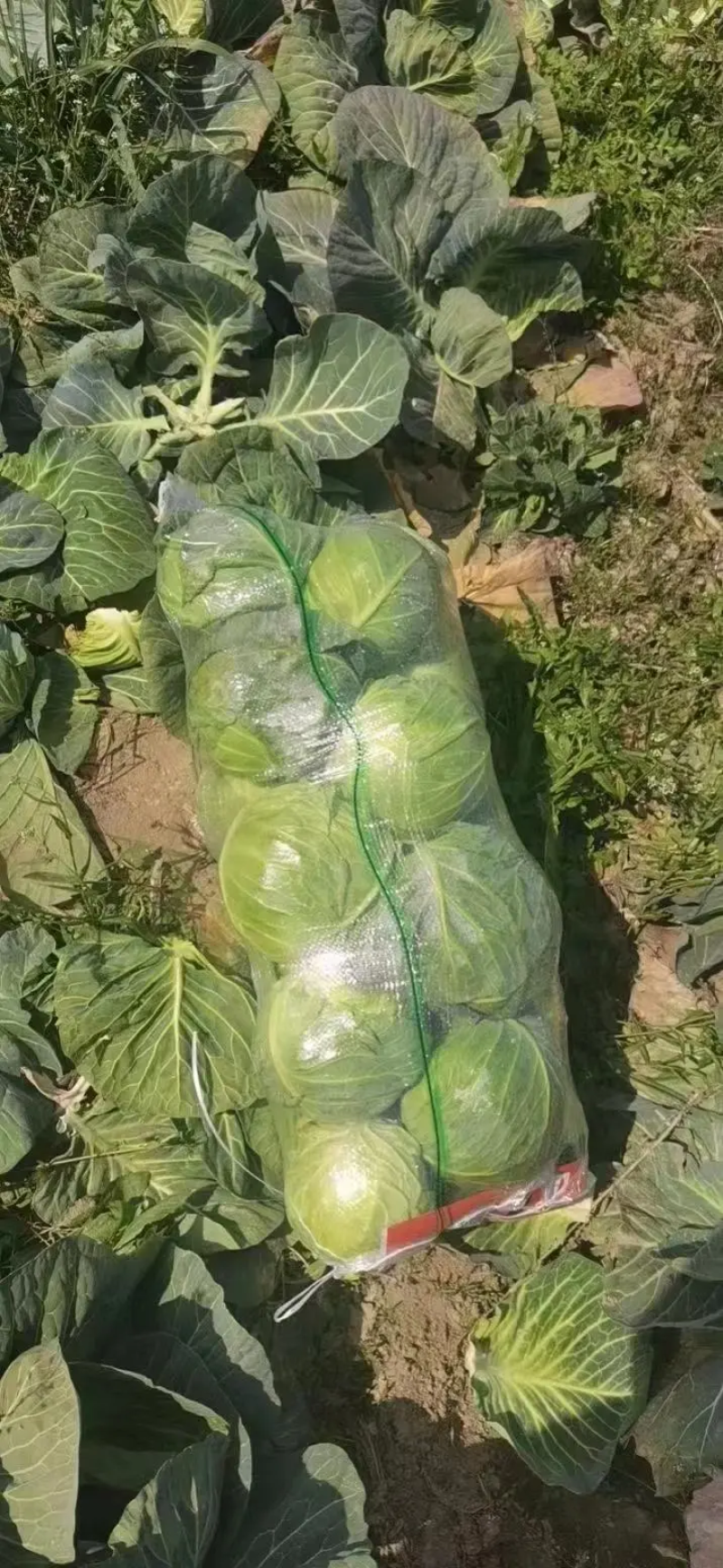 【推荐】精品甘蓝圆包菜基地直发大量供应