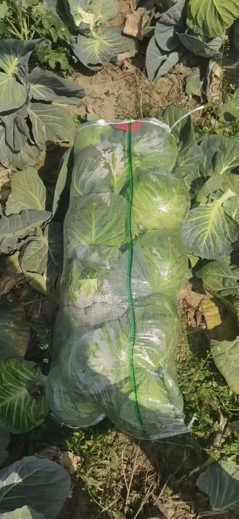【推荐】精品甘蓝圆包菜基地直发大量供应