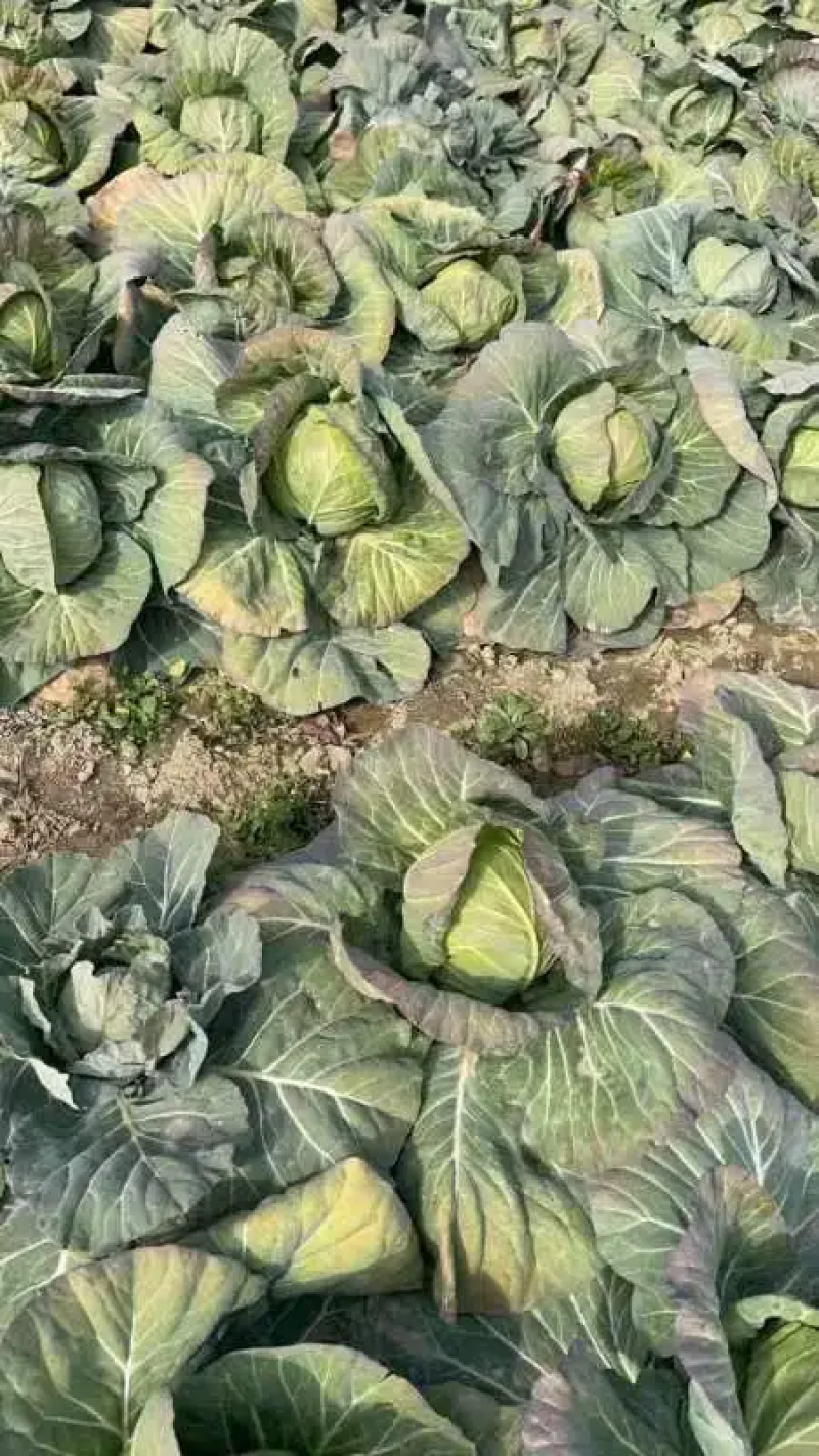 【推荐】精品甘蓝圆包菜基地直发大量供应
