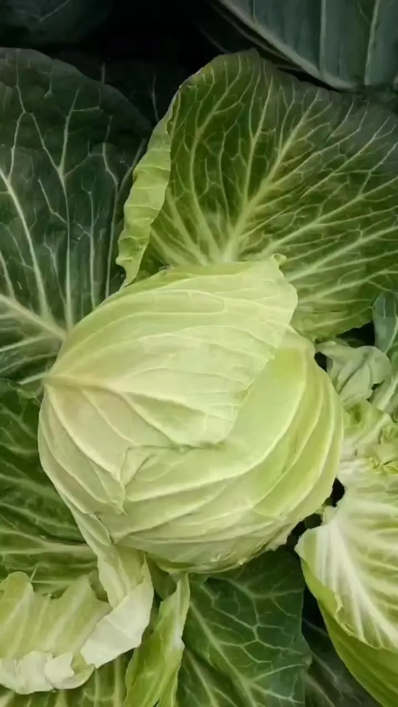 【推荐】精品甘蓝圆包菜基地直发大量供应