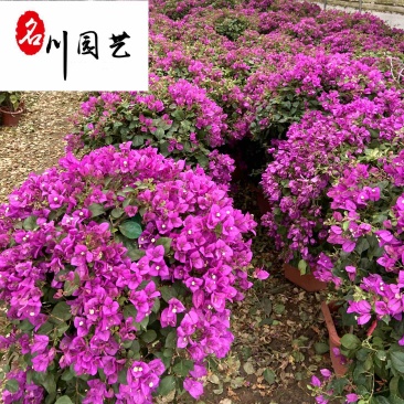 三角梅球花卉苗木批发成都三角梅基地直供三角梅球价格
