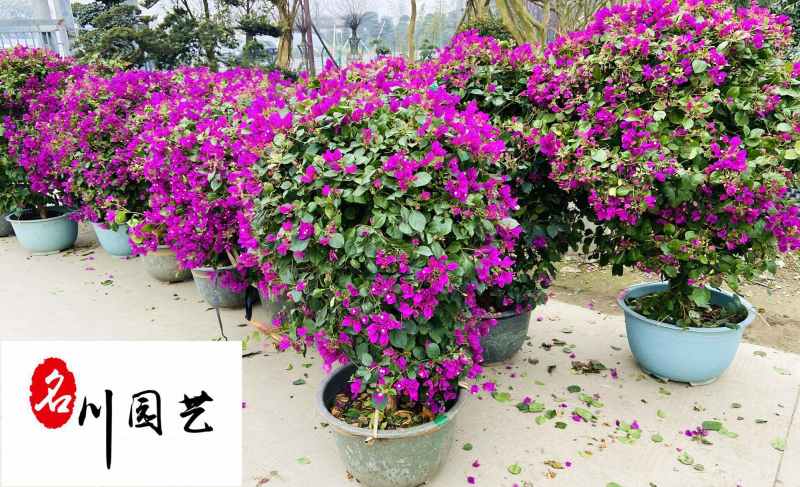 三角梅球花卉苗木批发成都三角梅基地直供三角梅球价格