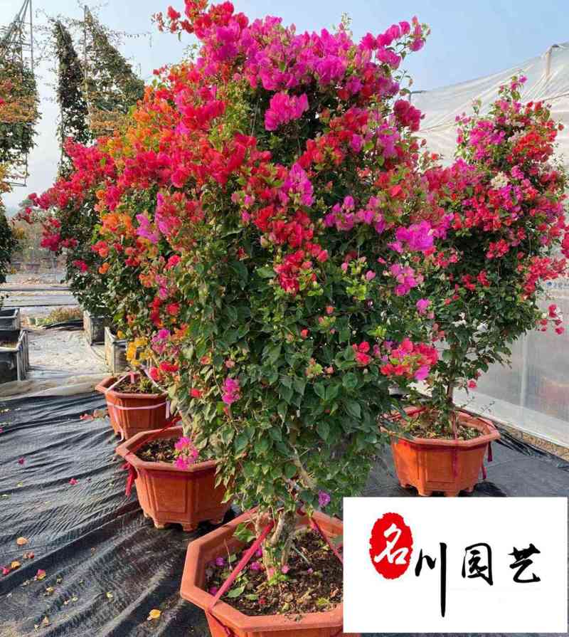 三角梅球花卉苗木批发成都三角梅基地直供三角梅球价格