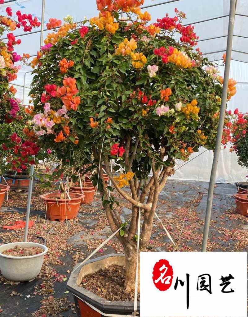 三角梅球花卉苗木批发成都三角梅基地直供三角梅球价格