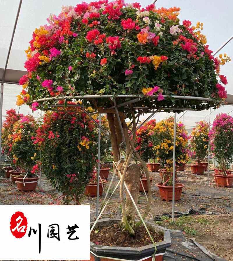 三角梅球花卉苗木批发成都三角梅基地直供三角梅球价格