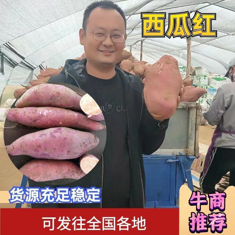 红薯西瓜红普32蜜薯窖藏反季视频看货邹城丘陵地