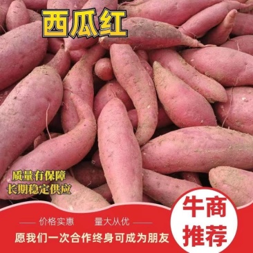 红薯西瓜红蜜薯邹城丘陵地产地直供