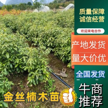 金丝楠木小苗小叶桢楠苗楠木芽苗金丝楠木树苗楠木苗
