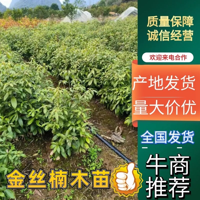 金丝楠木小苗小叶桢楠苗楠木芽苗金丝楠木树苗楠木苗