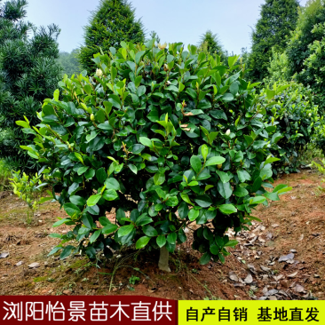 含笑球含笑树苗庭院含笑苗盆栽浓香型醉香含笑别墅园林绿化树
