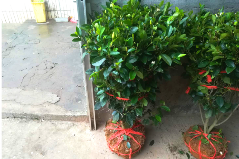 含笑球含笑树苗庭院含笑苗盆栽浓香型醉香含笑别墅园林绿化树