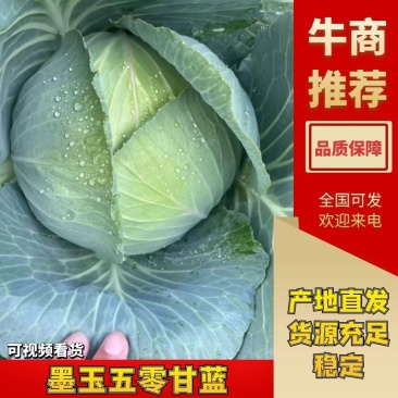 【扁包菜】精品墨玉五零包菜上市现砍现发质量保证可供商超