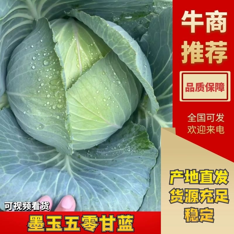 【扁包菜】精品墨玉五零包菜上市现砍现发质量保证可供商超