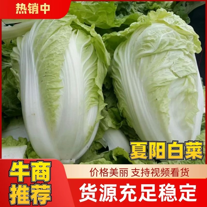 夏阳白白菜上市了，质量好，价格优，走商超市场供用半毛菜