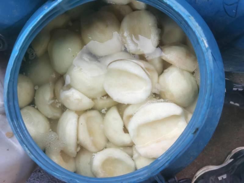 【精品】雪梨球梨瓣全规格有货精致加工对接罐头厂等