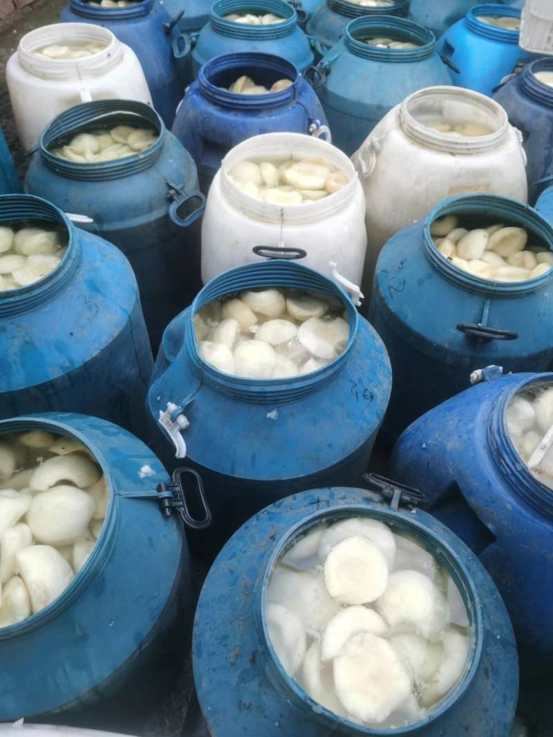 【精品】雪梨球梨瓣全规格有货精致加工对接罐头厂等