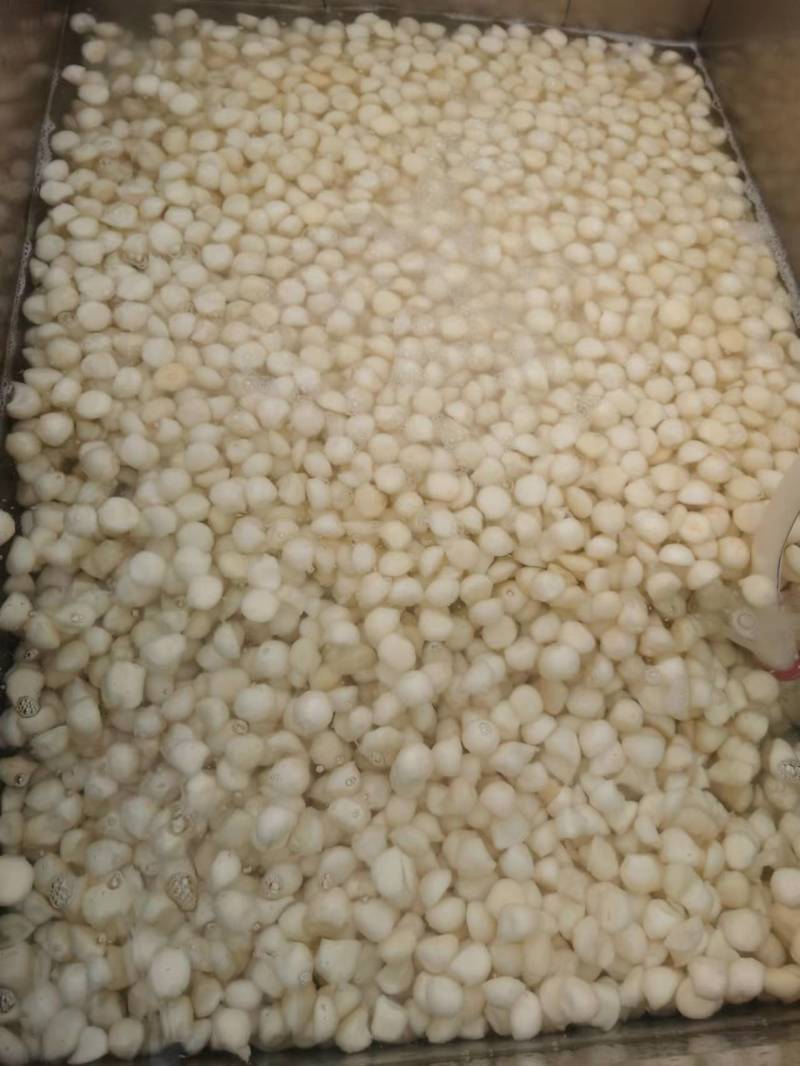 【精品】雪梨球梨瓣全规格有货精致加工对接罐头厂等