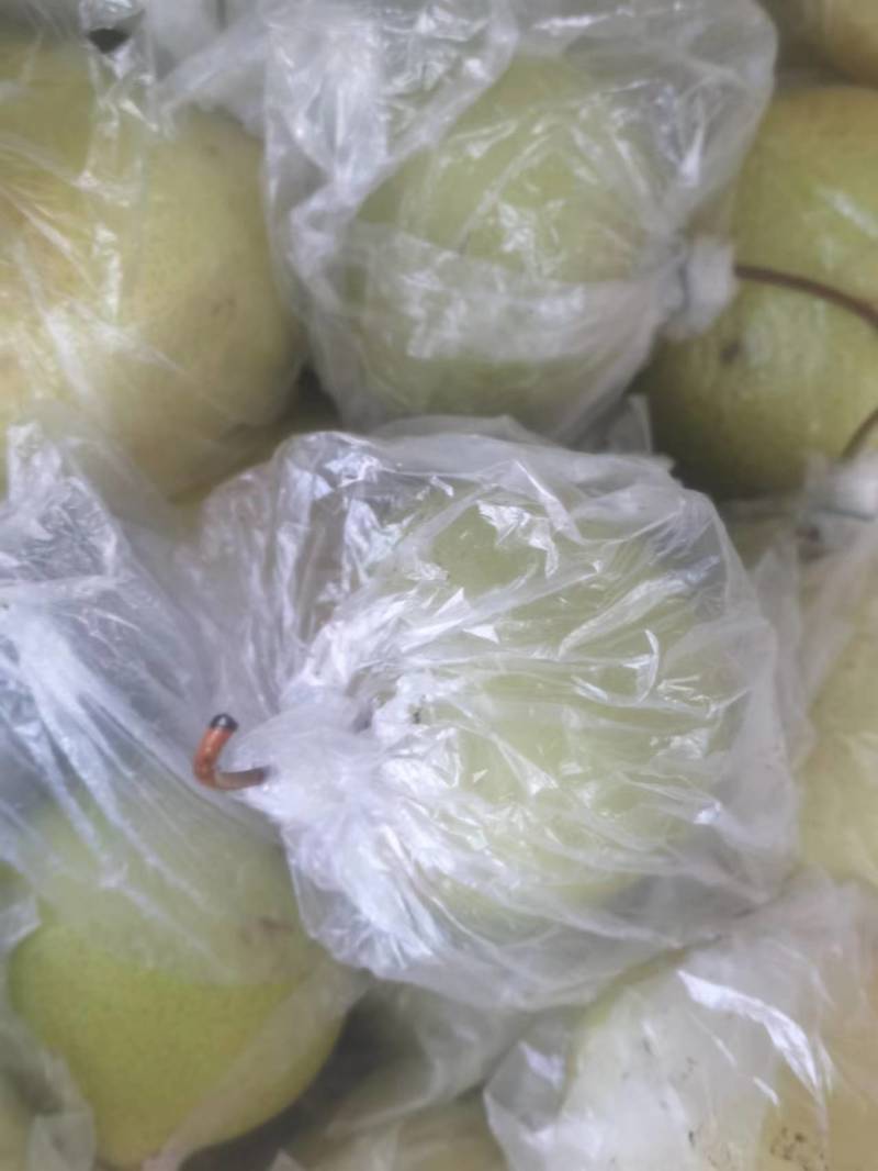 【精品】雪梨球梨瓣全规格有货精致加工对接罐头厂等