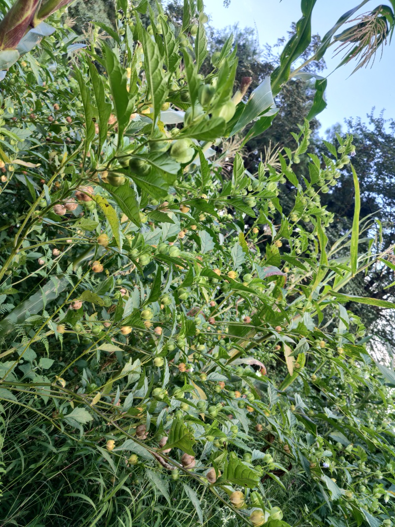 冰粉籽假酸浆种子贵州产区直发保质保量欢迎选购