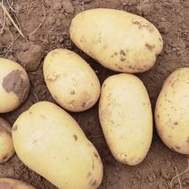 精品V7土豆常年供应代办代收诚信精品土豆欢迎咨询合作