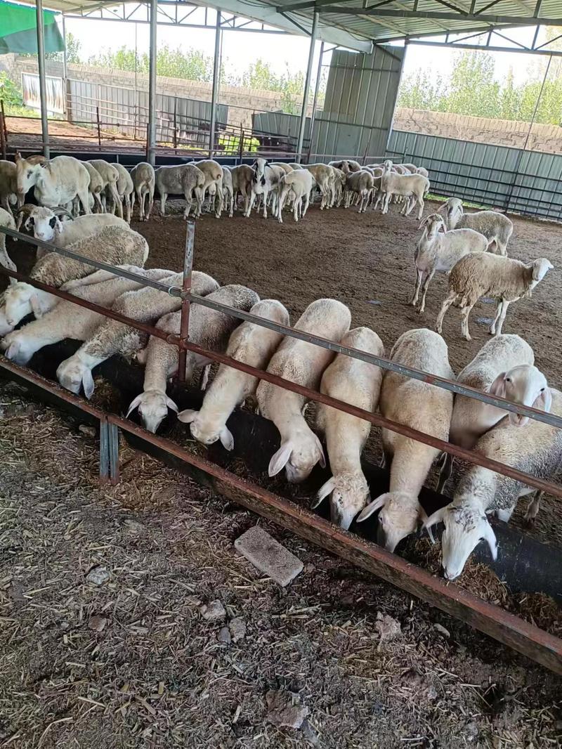 【绵阳】活羊湖北绵羊养殖，20只起卖，欢迎建议咨询