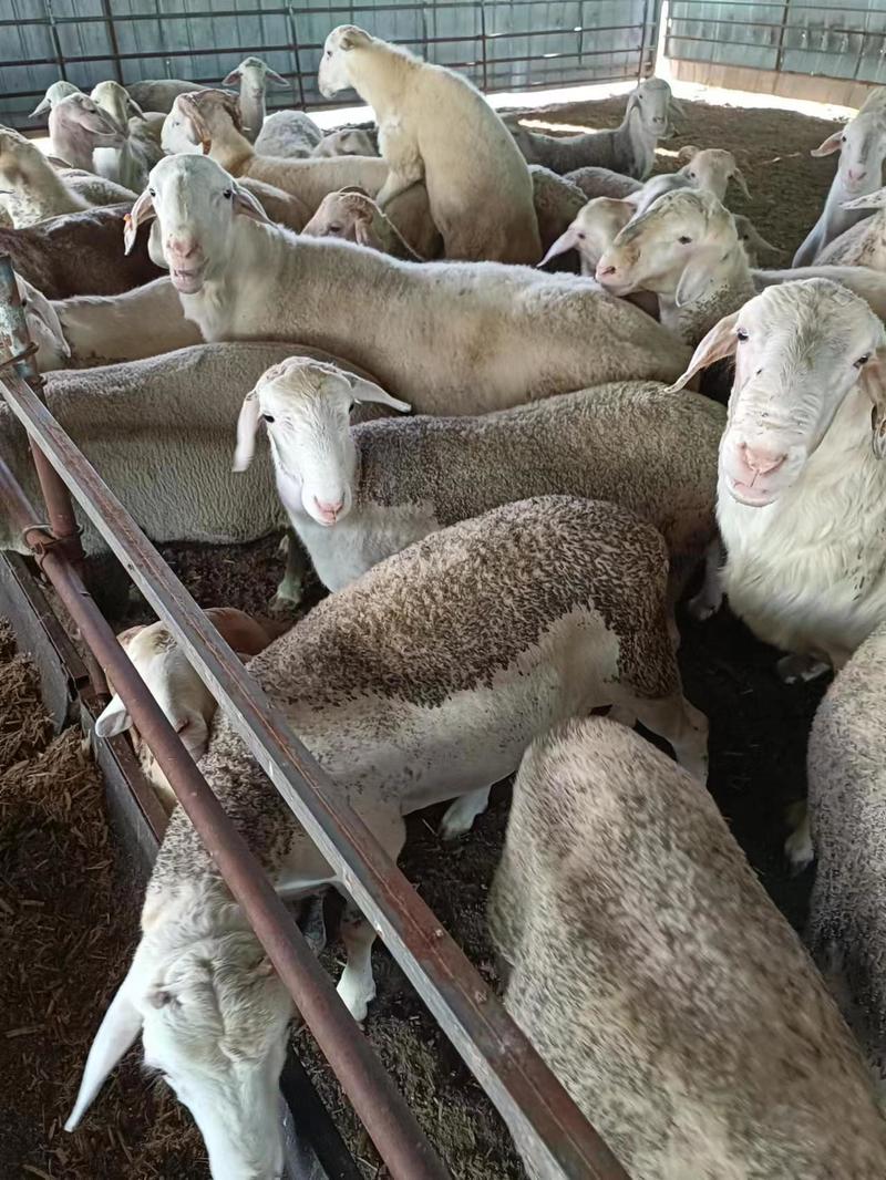 【绵阳】活羊湖北绵羊养殖，20只起卖，欢迎建议咨询