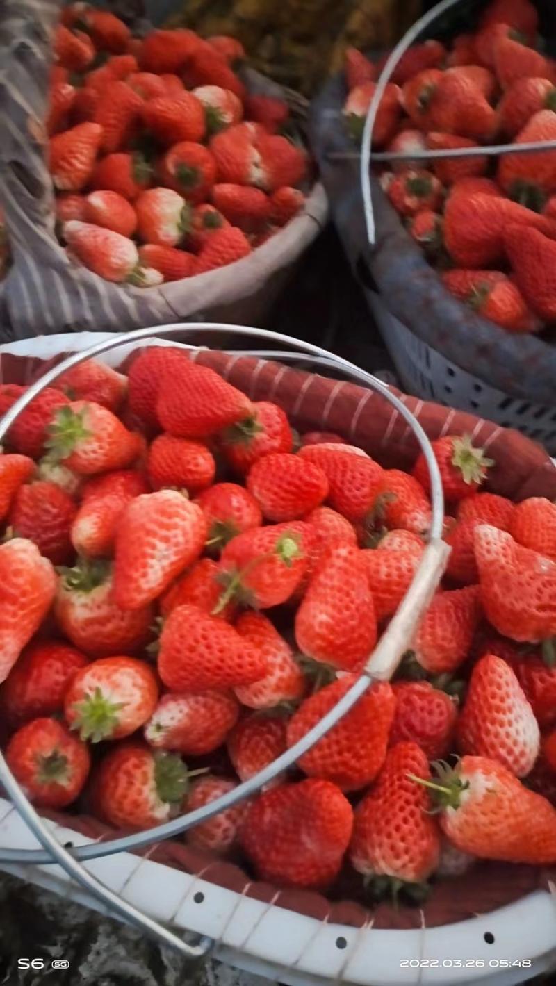 妙香草莓万亩草莓基地采摘园直发可订货可分装进店选购