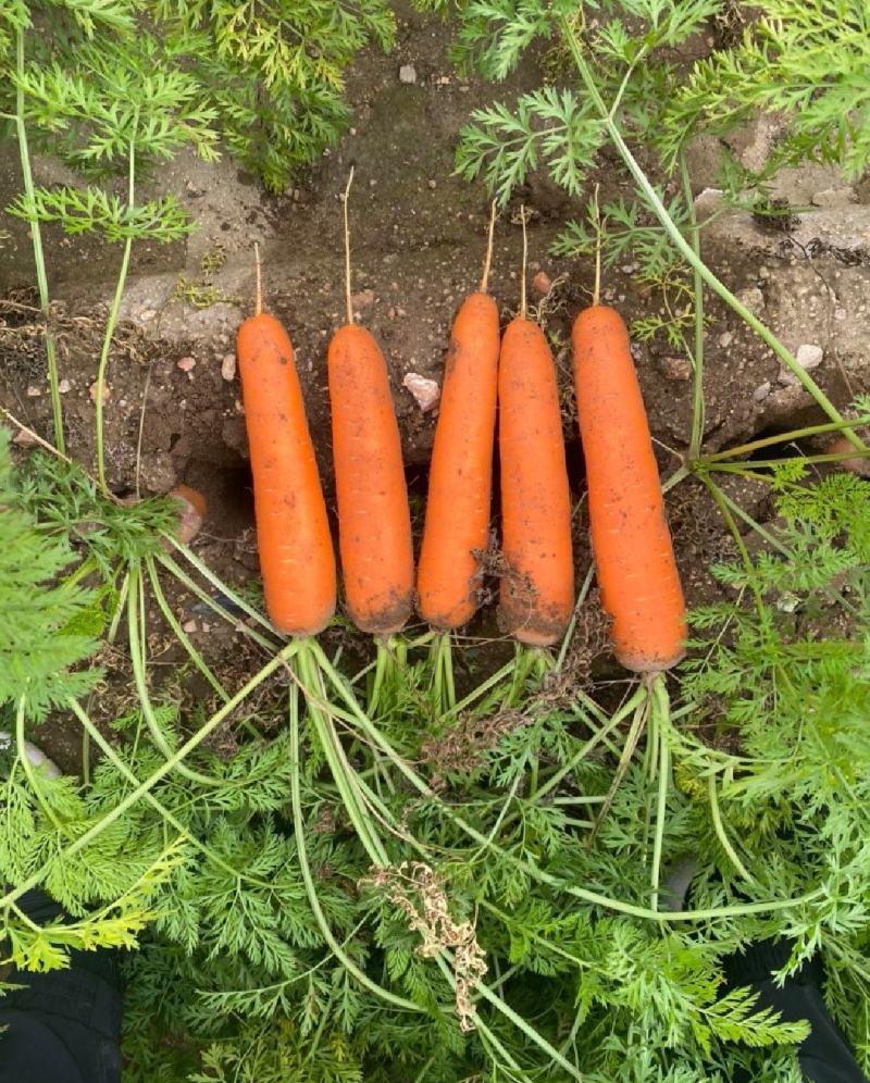 精品原产地三红胡萝卜各种规格万亩规模价格优惠包您满意